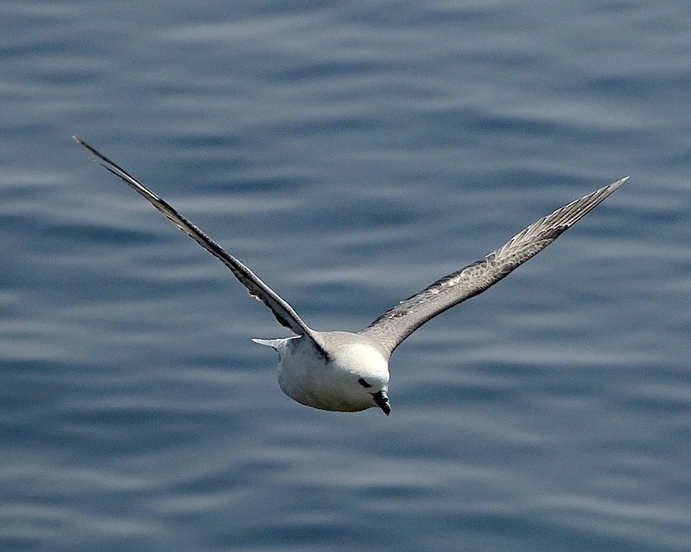 fulmar